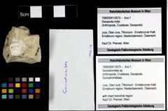 Foto (Objekt + Etiketten) von Goniodromites sp. 